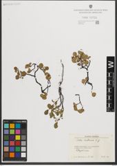 Foto von Salix herbacea L.